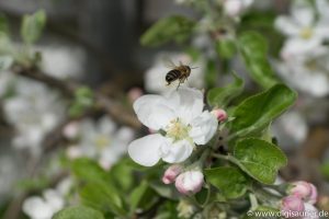 Bienen sind fleißig (1 von 1)