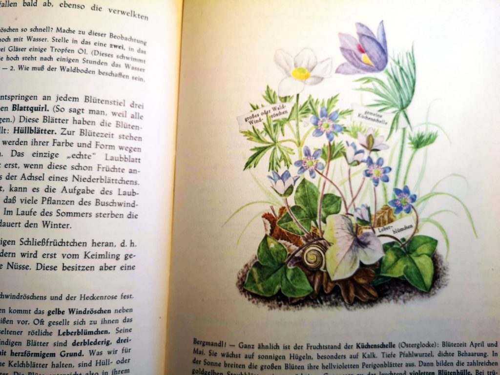 Aus einem alten Pflanzenkundebuch...